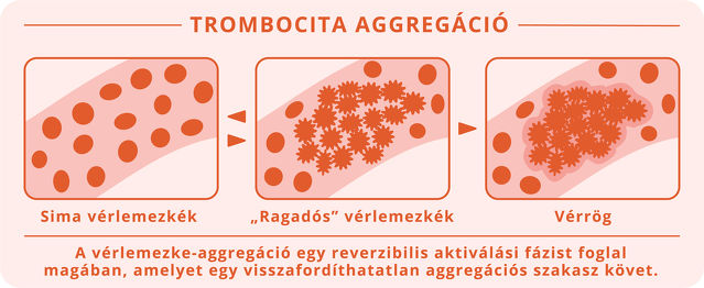 Cardio Fortis_Trombocita agregáció_Magyar.jpg